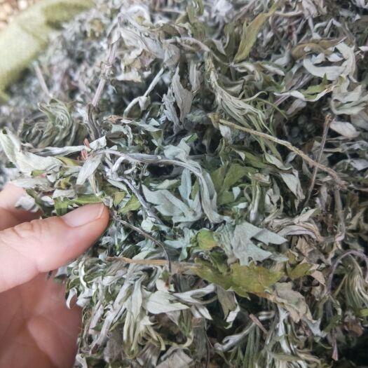 广州艾叶