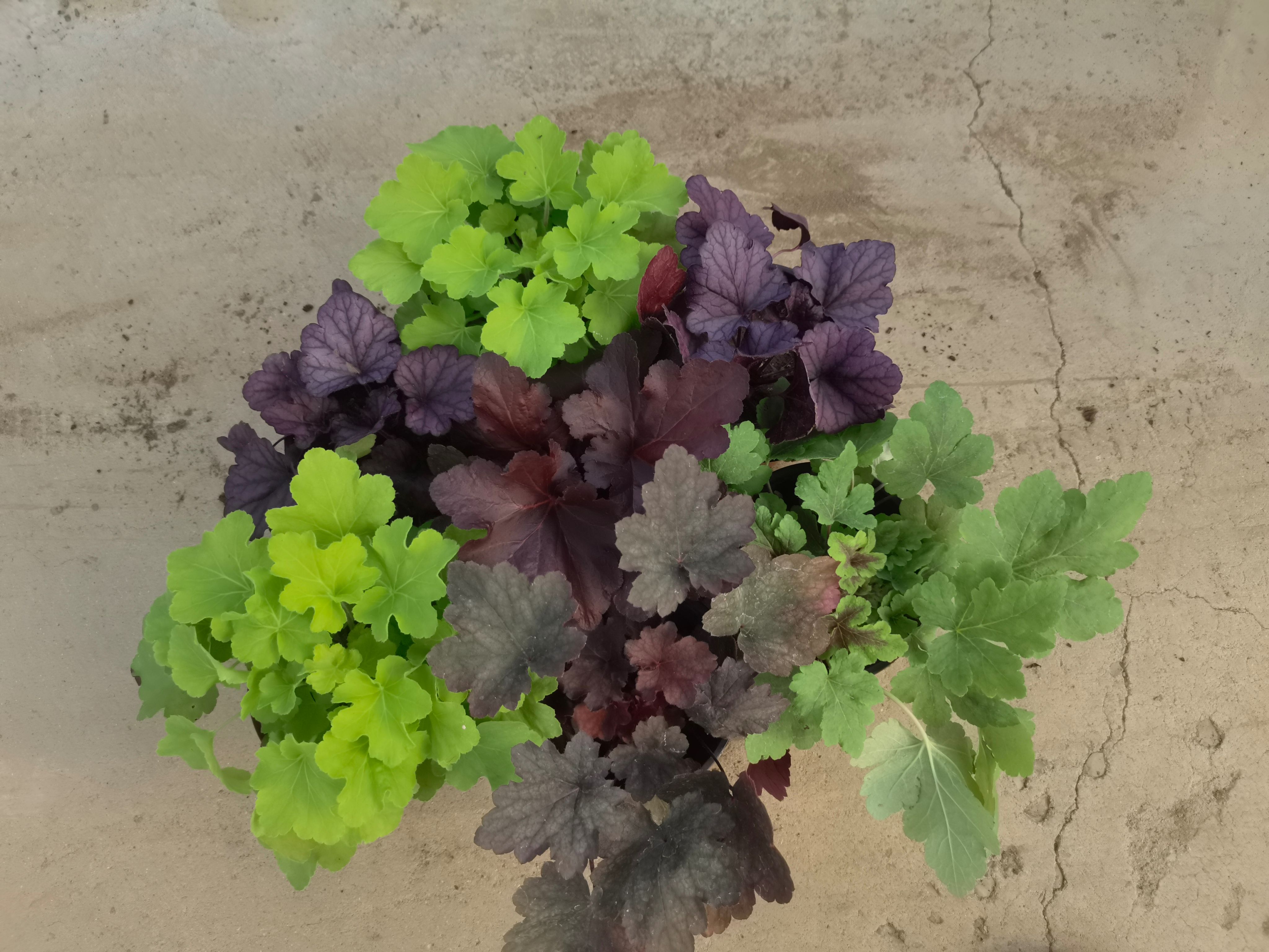 沈阳矾根基地种苗，颜色齐全