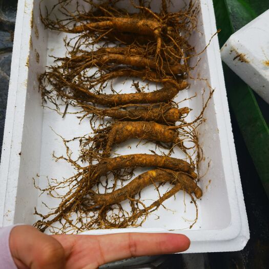 威海山东文登西洋参