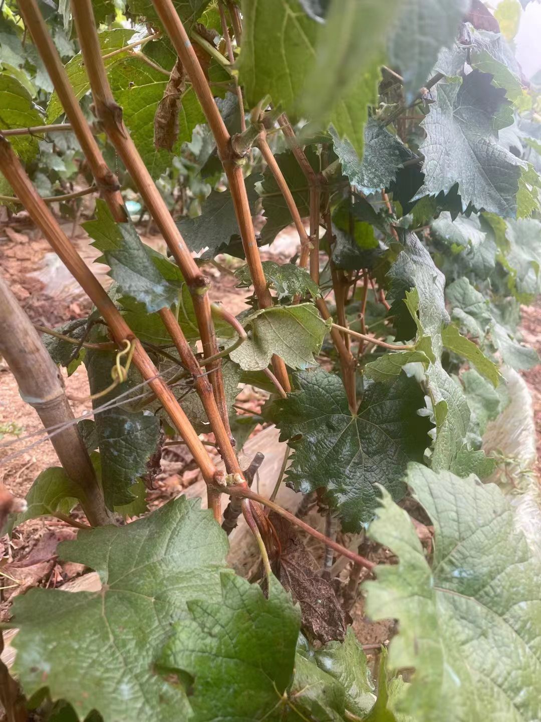 阳光玫瑰葡萄苗3309 夏黑 5BB砧木嫁接全国顺丰包邮