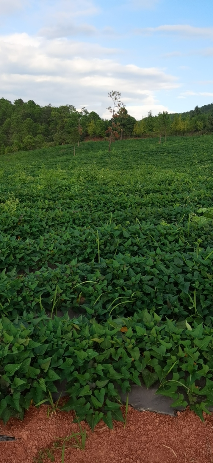 红薯地如何除草,不伤红薯的除草剂有什么,主要尖叶草圆叶草混长