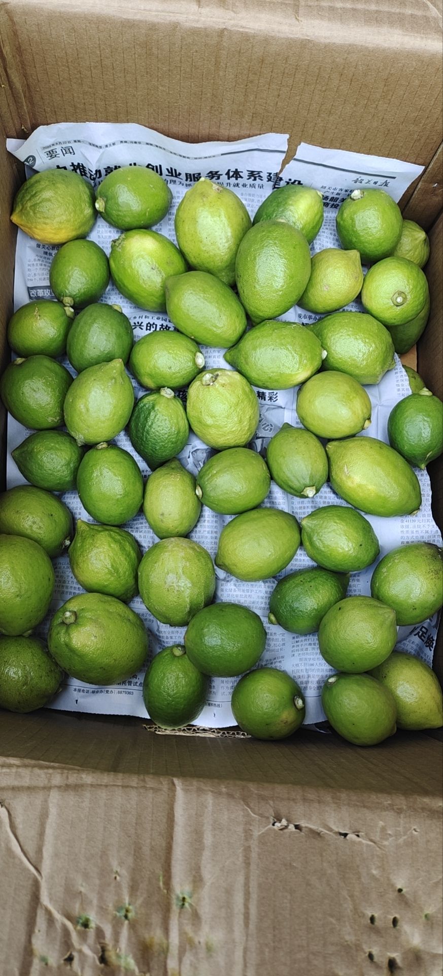 品质好的广东一级香水柠檬，要的赶紧哦