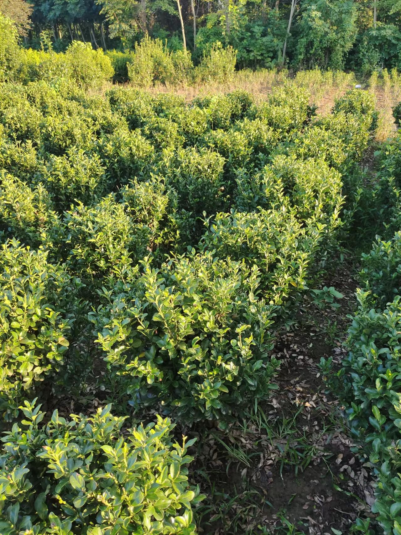 大叶黄杨毛球冠幅50公分-60公分大叶黄杨球基地批发价格