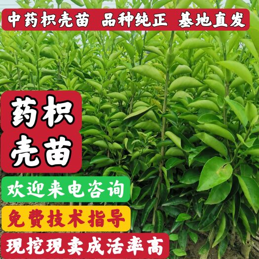 重庆市枳壳苗、川枳壳、药枳壳苗、药柑苗基地直供，量大从优、重庆四川