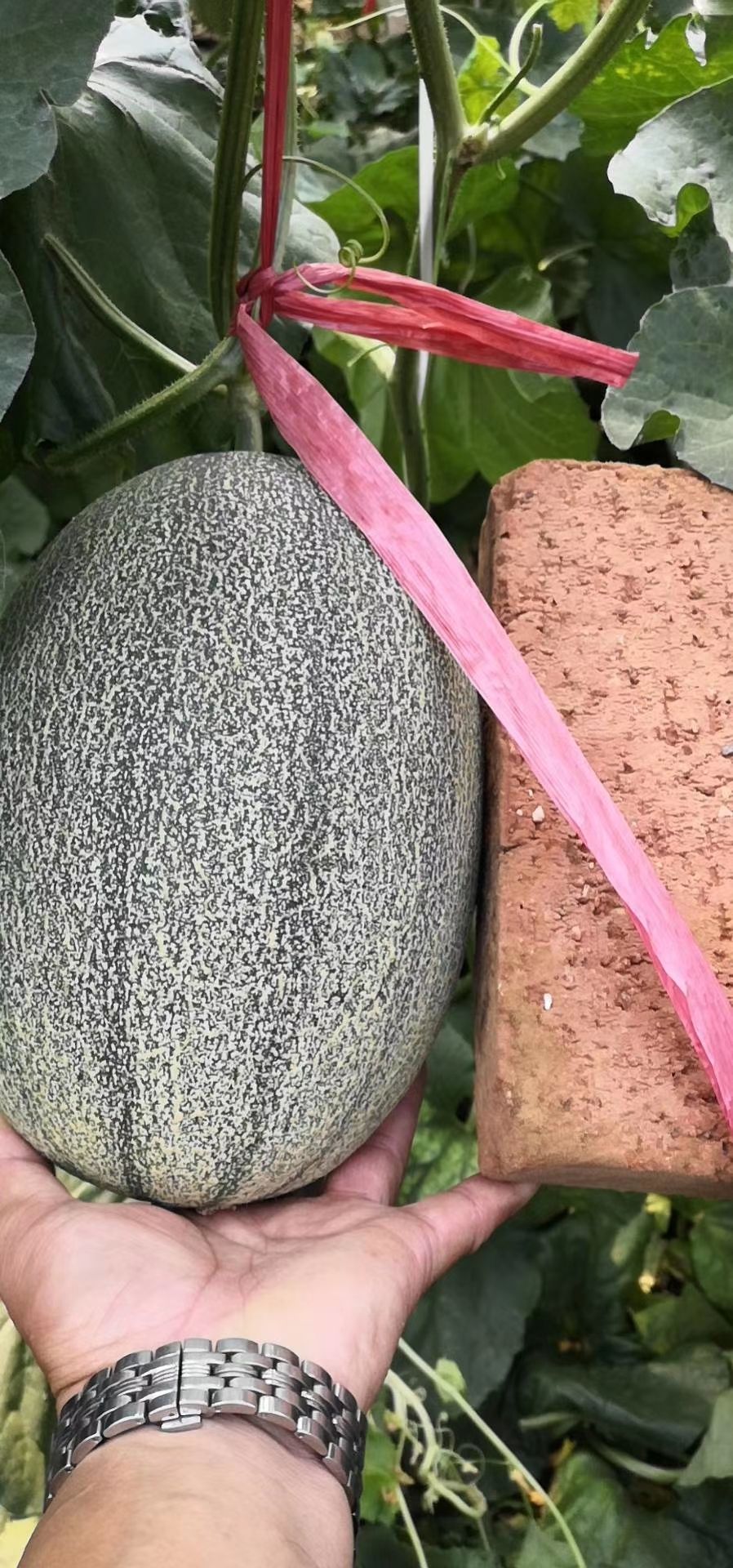 羊角蜜甜瓜种苗，甜度高，口感好