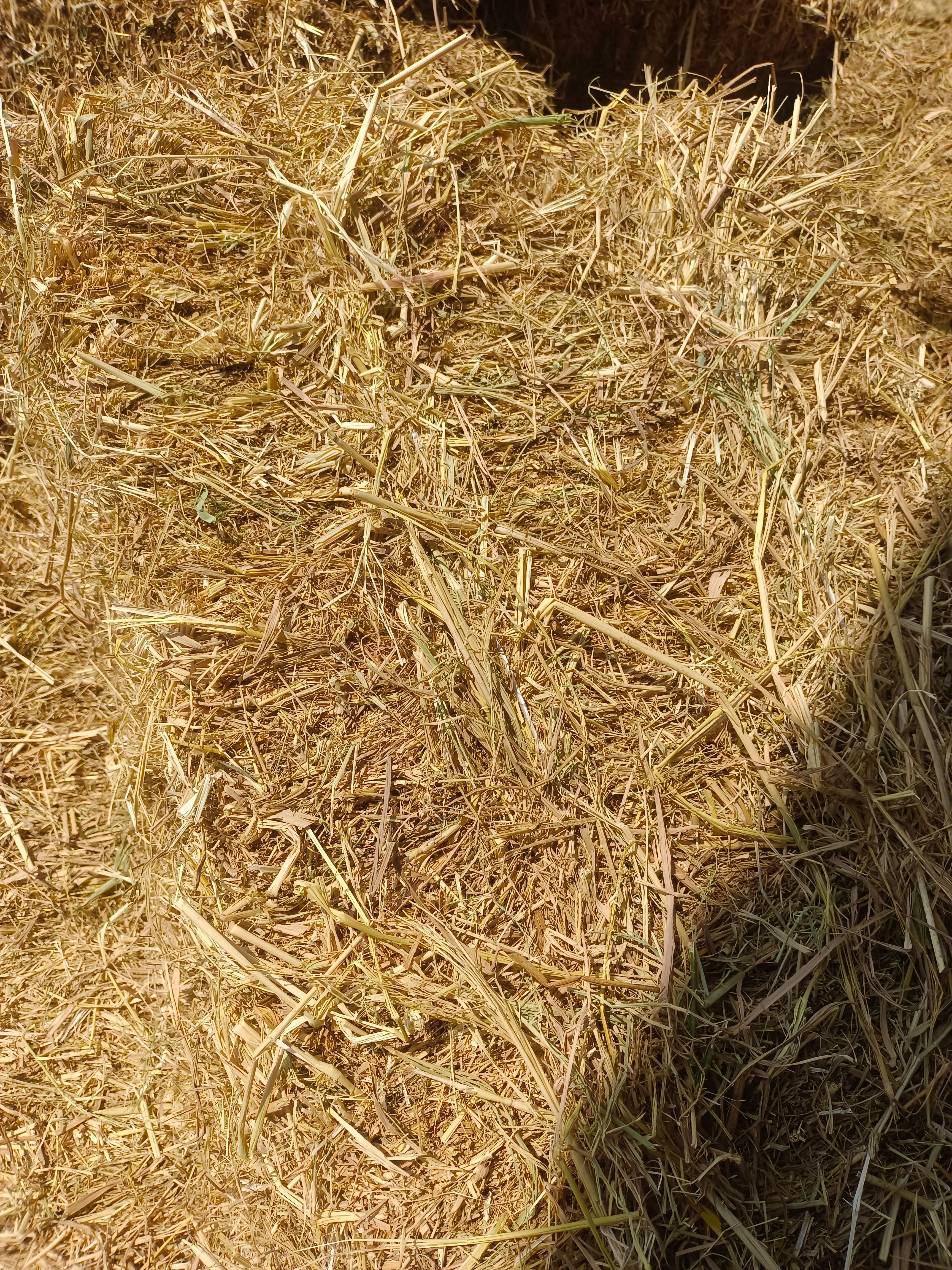 江西稻草 牛羊饲料  草料