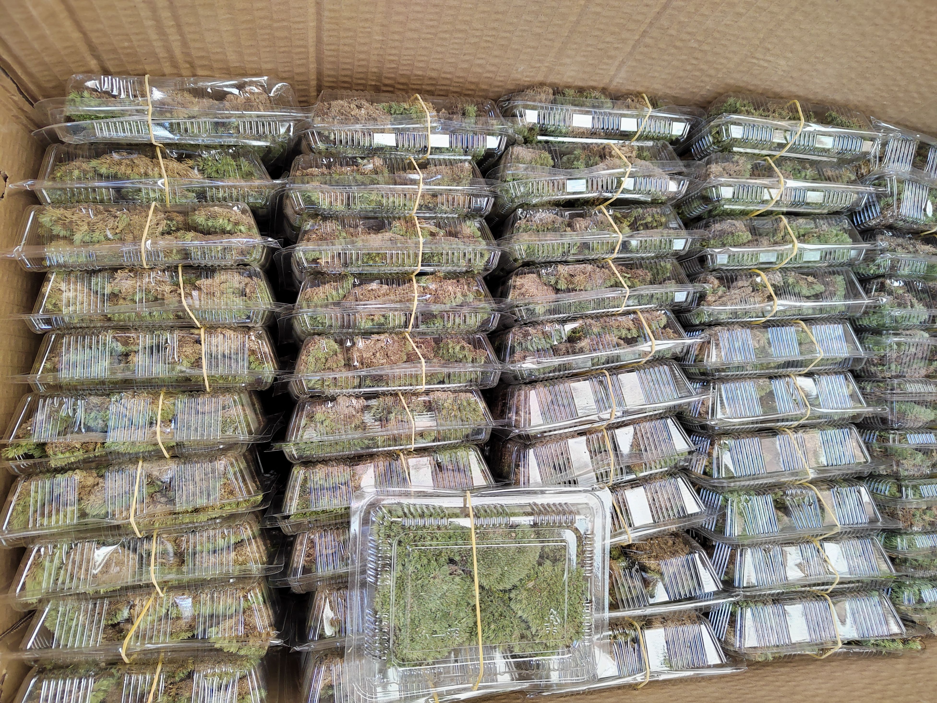 苔藓微景观DIY创意迷你植物鲜活青苔盆景假山装饰铺面白发藓