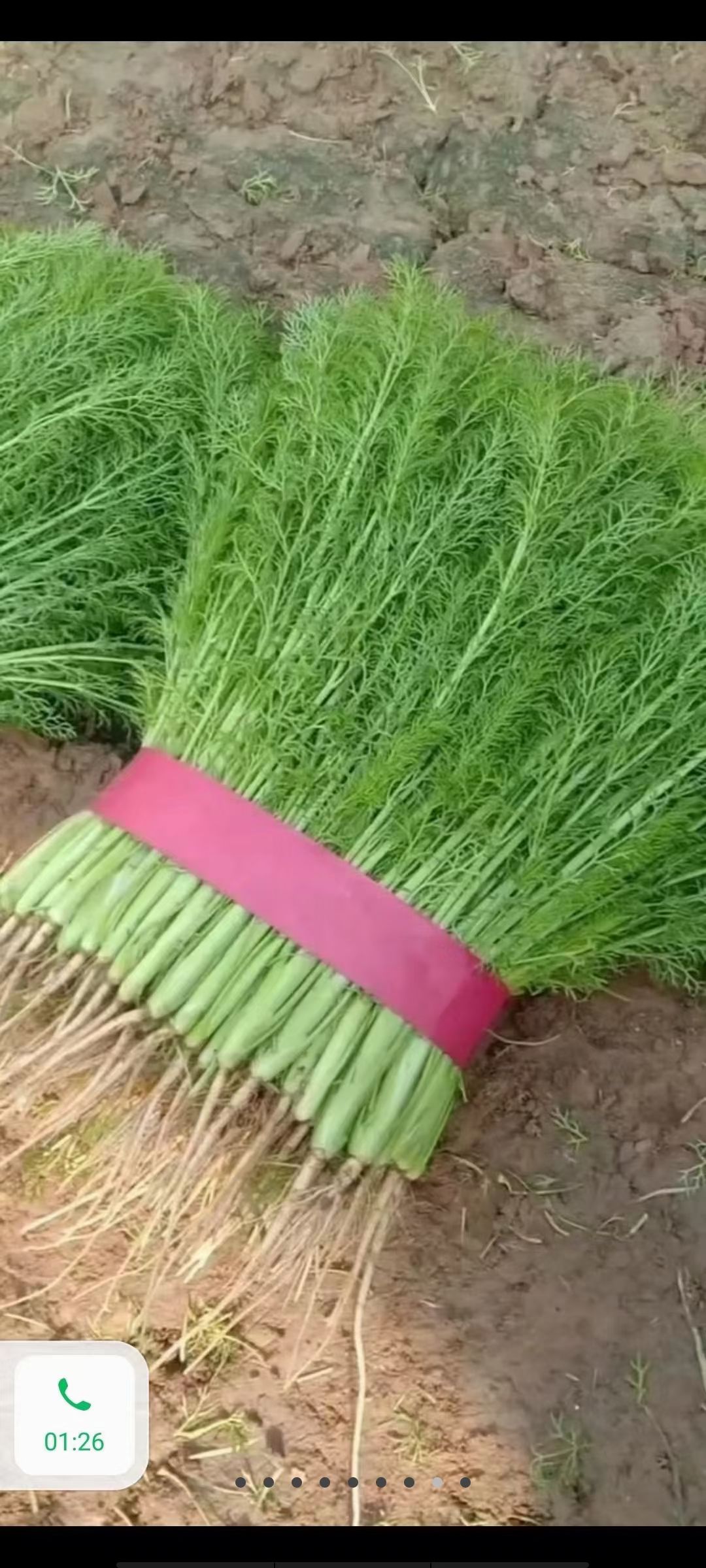 河北邯郸永年数千万亩蔬菜基地实力代办，代销，代收代发各种蔬菜