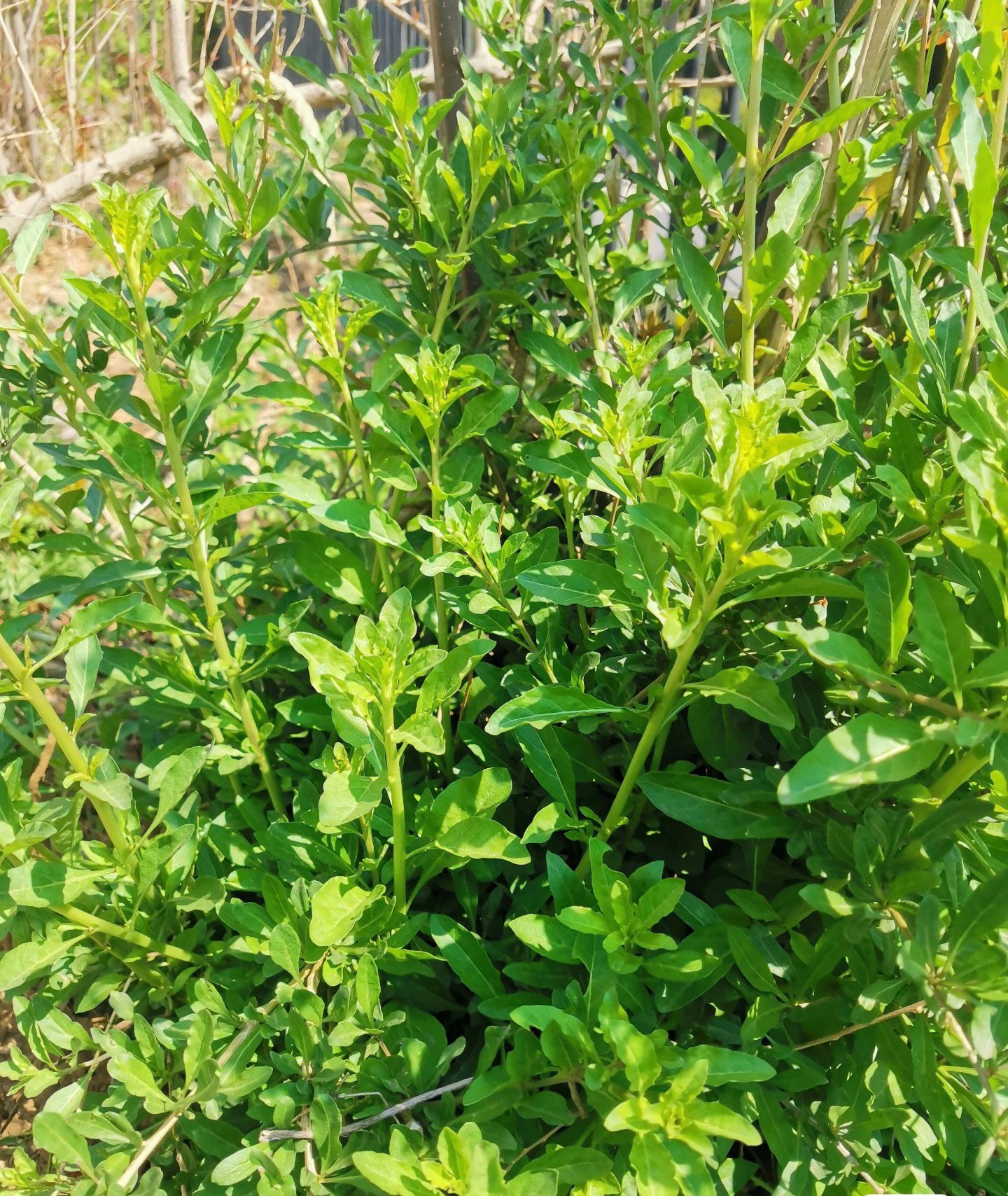 宁夏枸杞苗抗病耐寒量大优惠抗病性强现挖现发