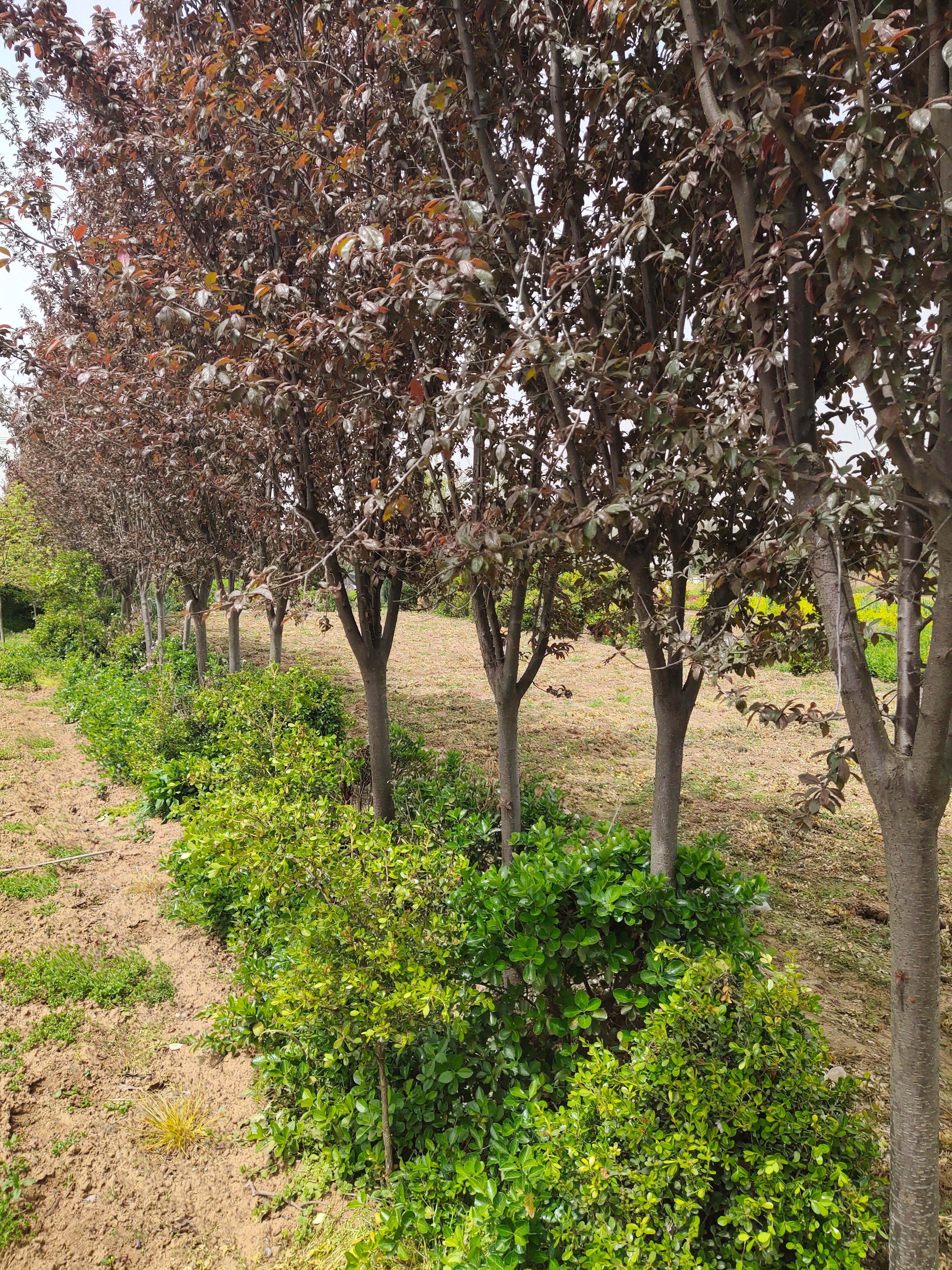 紫叶李，红叶李，大量现货供应，欢迎新老朋友看苗起苗！