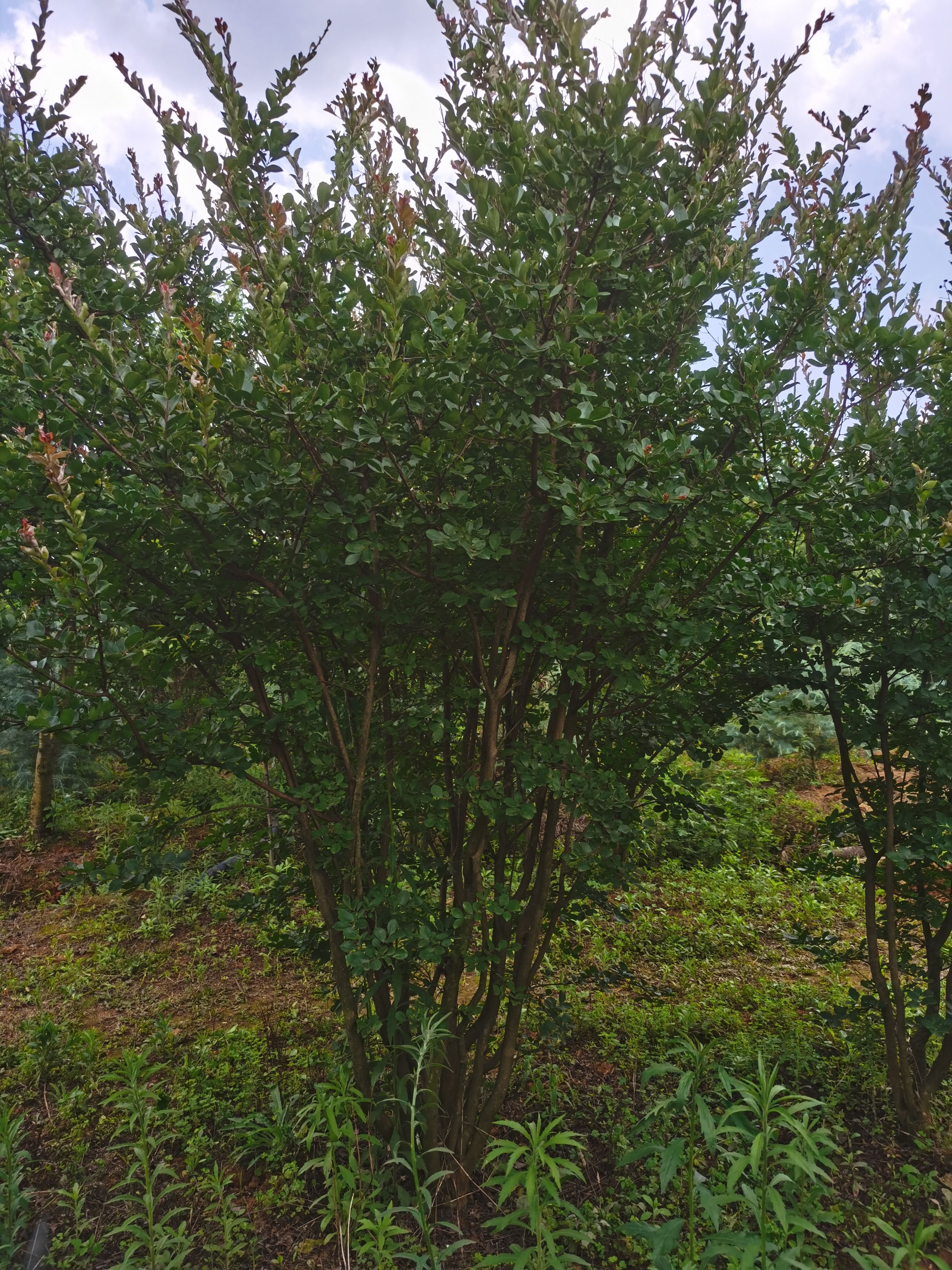 独杆  丛生紫薇