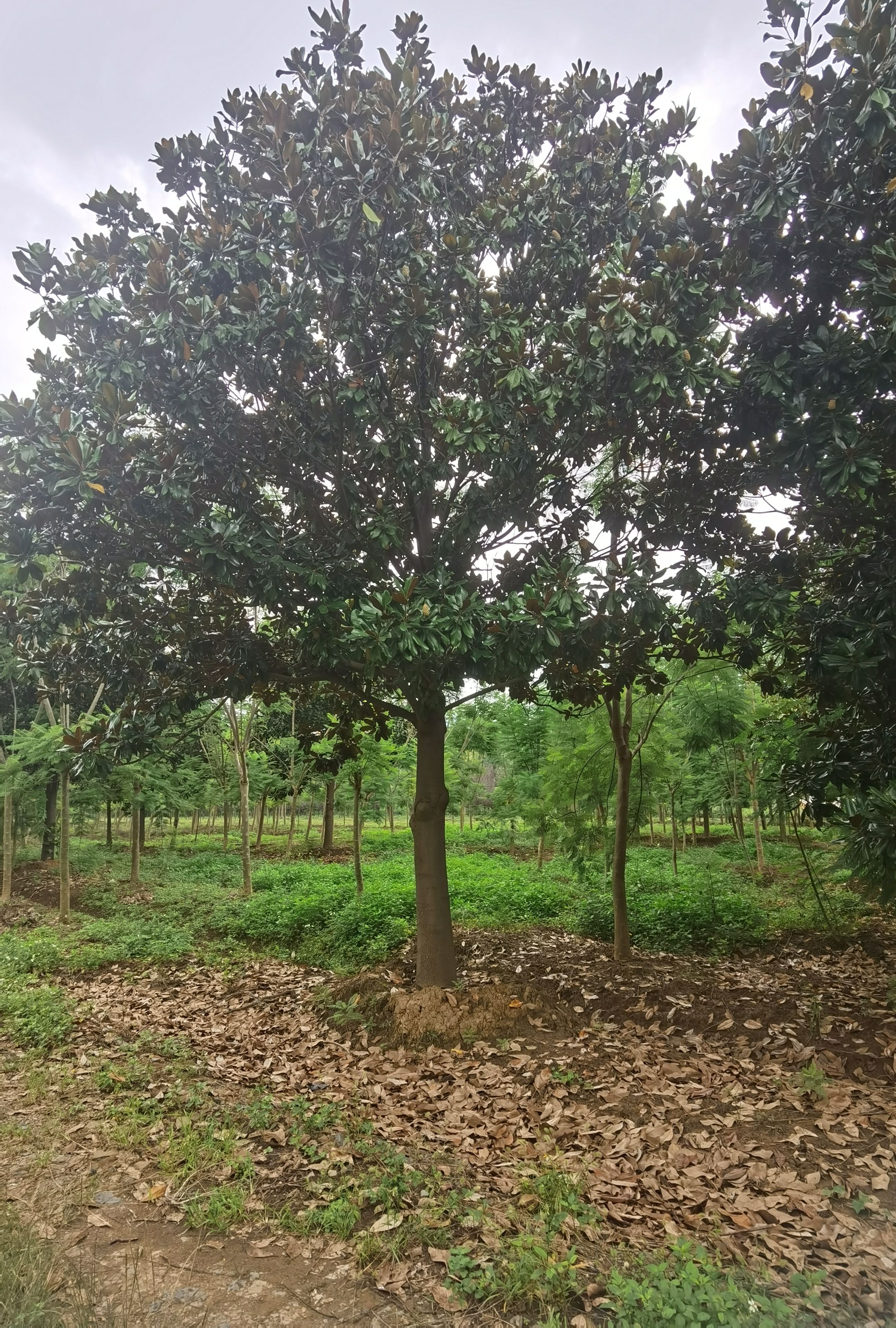 大规格广玉兰  8~30分