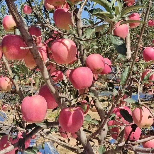 绥中县苹果