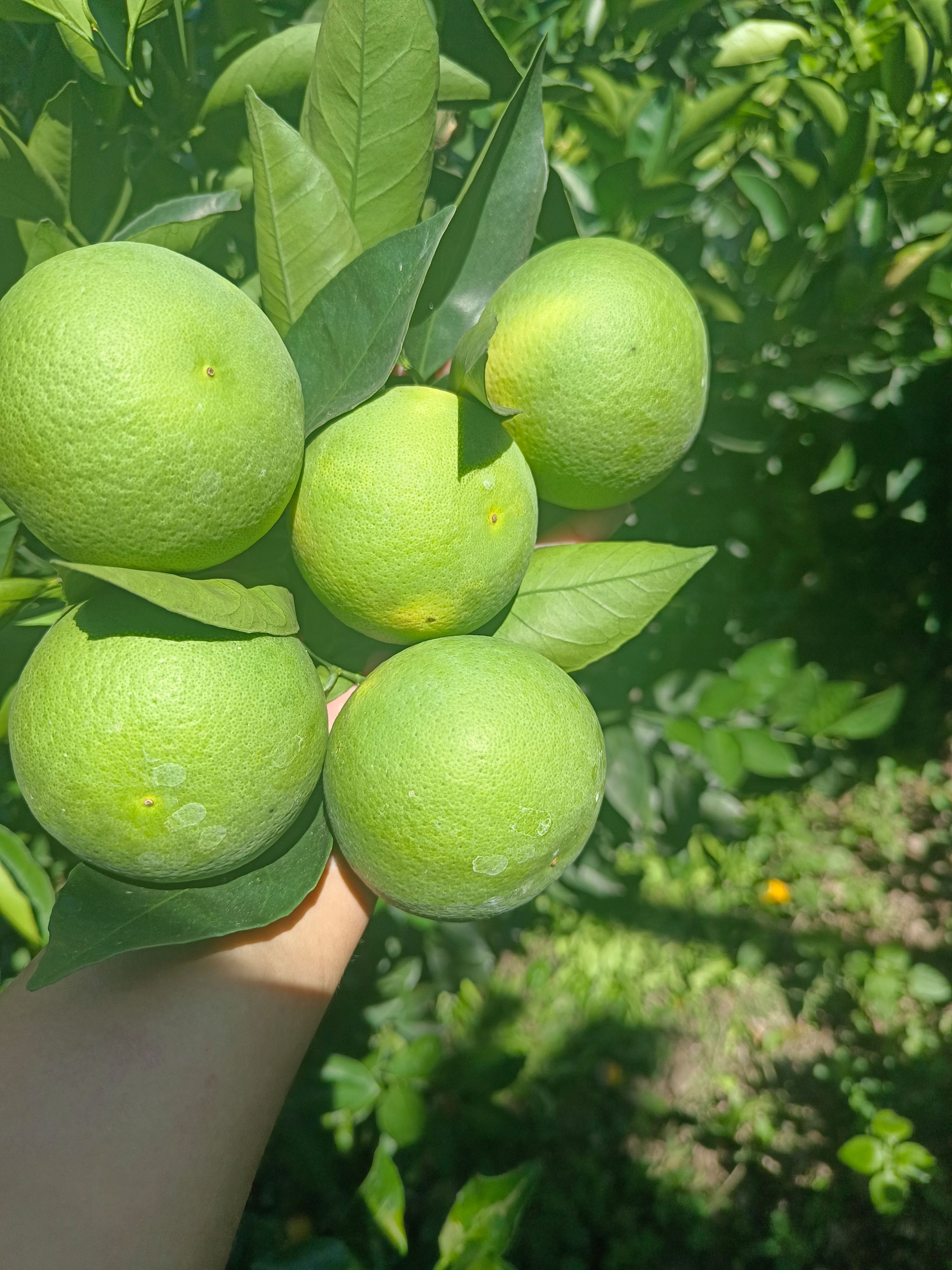 云南高山冰糖橙