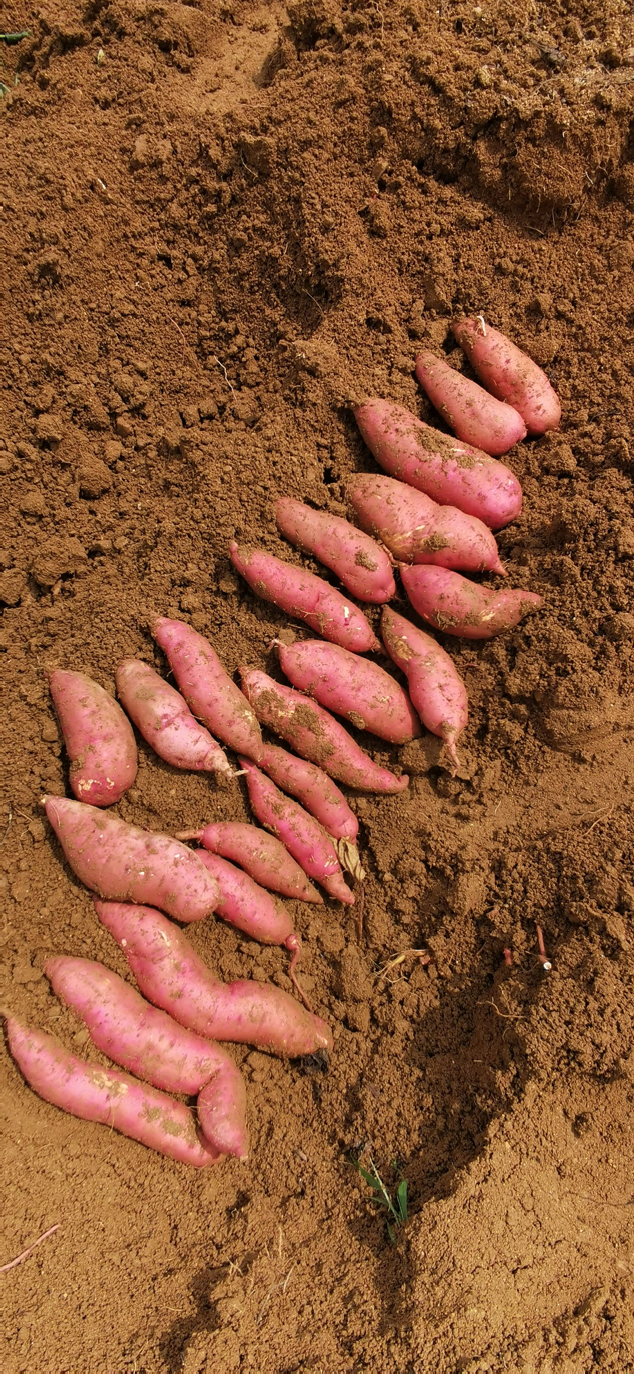 济薯26超市电商