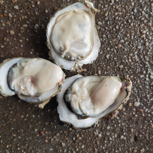 钦州珍珠蚝