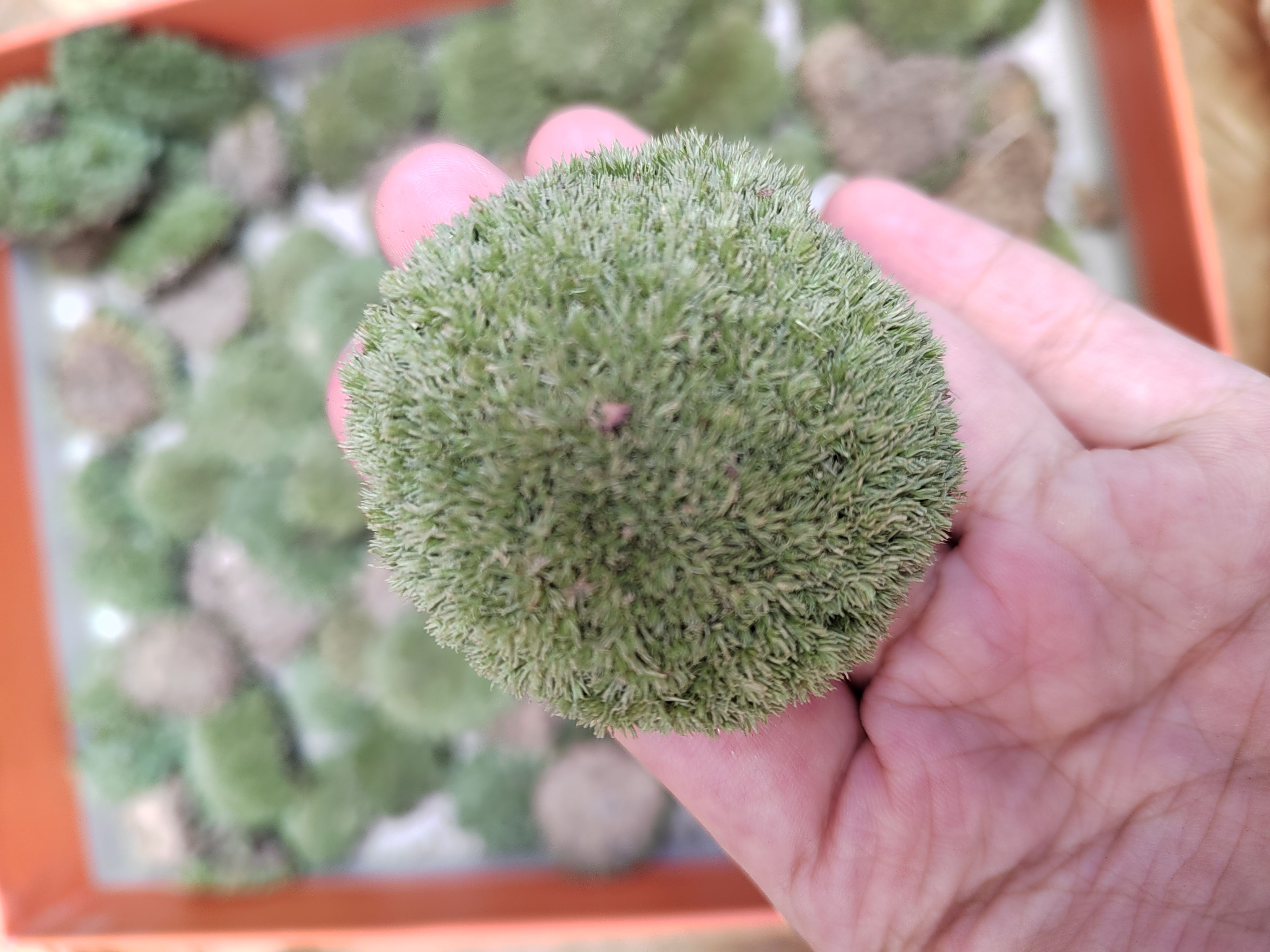 苔藓微景观DIY创意迷你植物鲜活青苔盆景假山装饰铺面白发藓