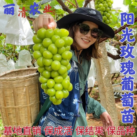 平邑县阳光玫瑰葡萄苗3309 夏黑 5BB砧木嫁接全国顺丰包邮
