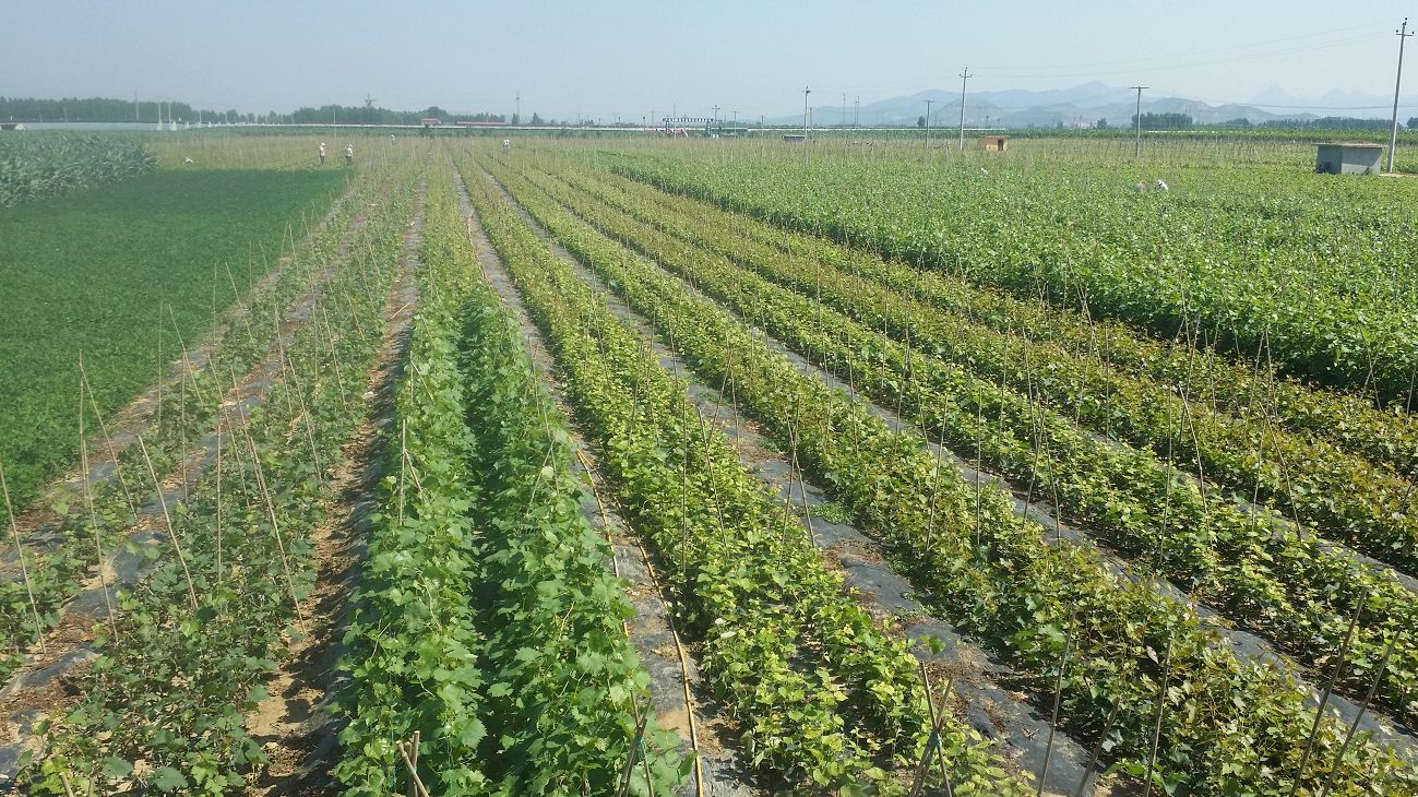 红提苗抗病耐寒量大优惠抗病性强现挖现发