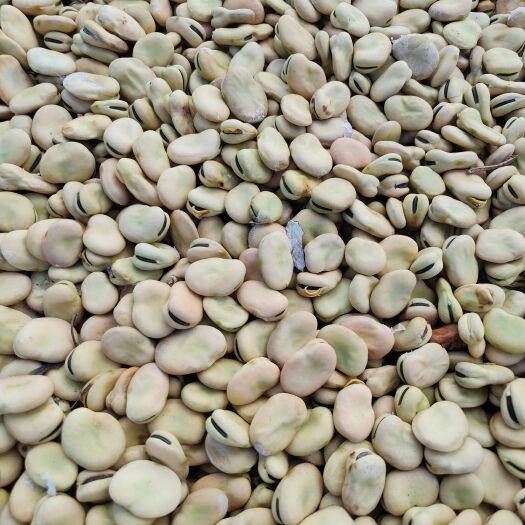 共和县优质干蚕豆