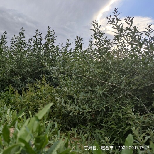 陇西县沙棘苗子