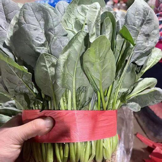 邯郸菠菜