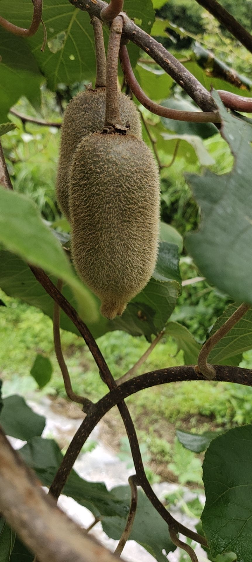 绿洲天天然猕猴桃