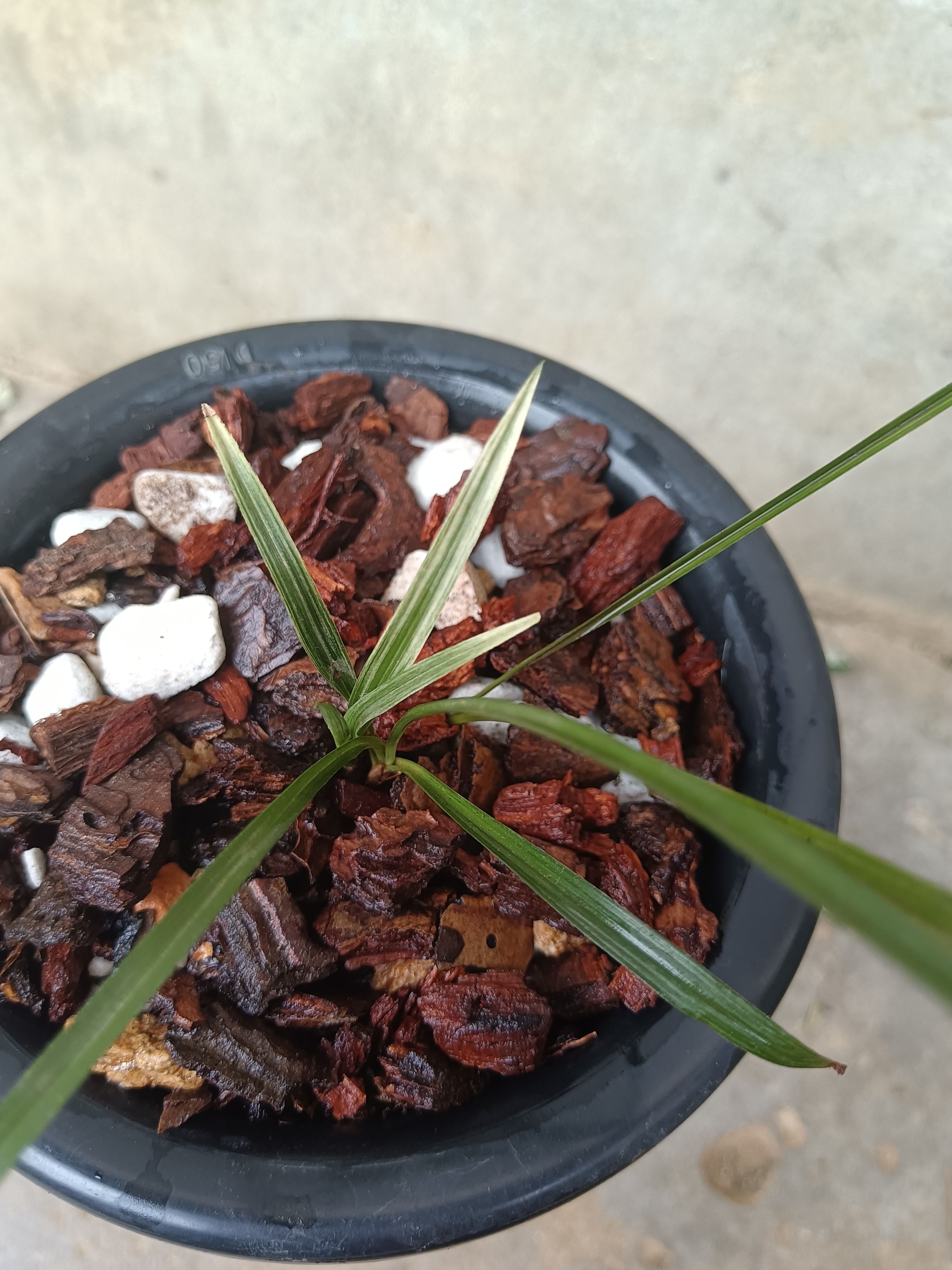 春兰雪白散斑艺，心叶中透艺（三苗）原装货！