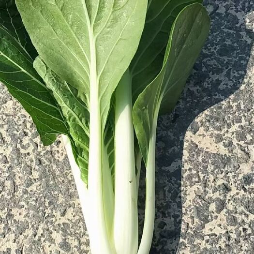 太和县精品黑叶白