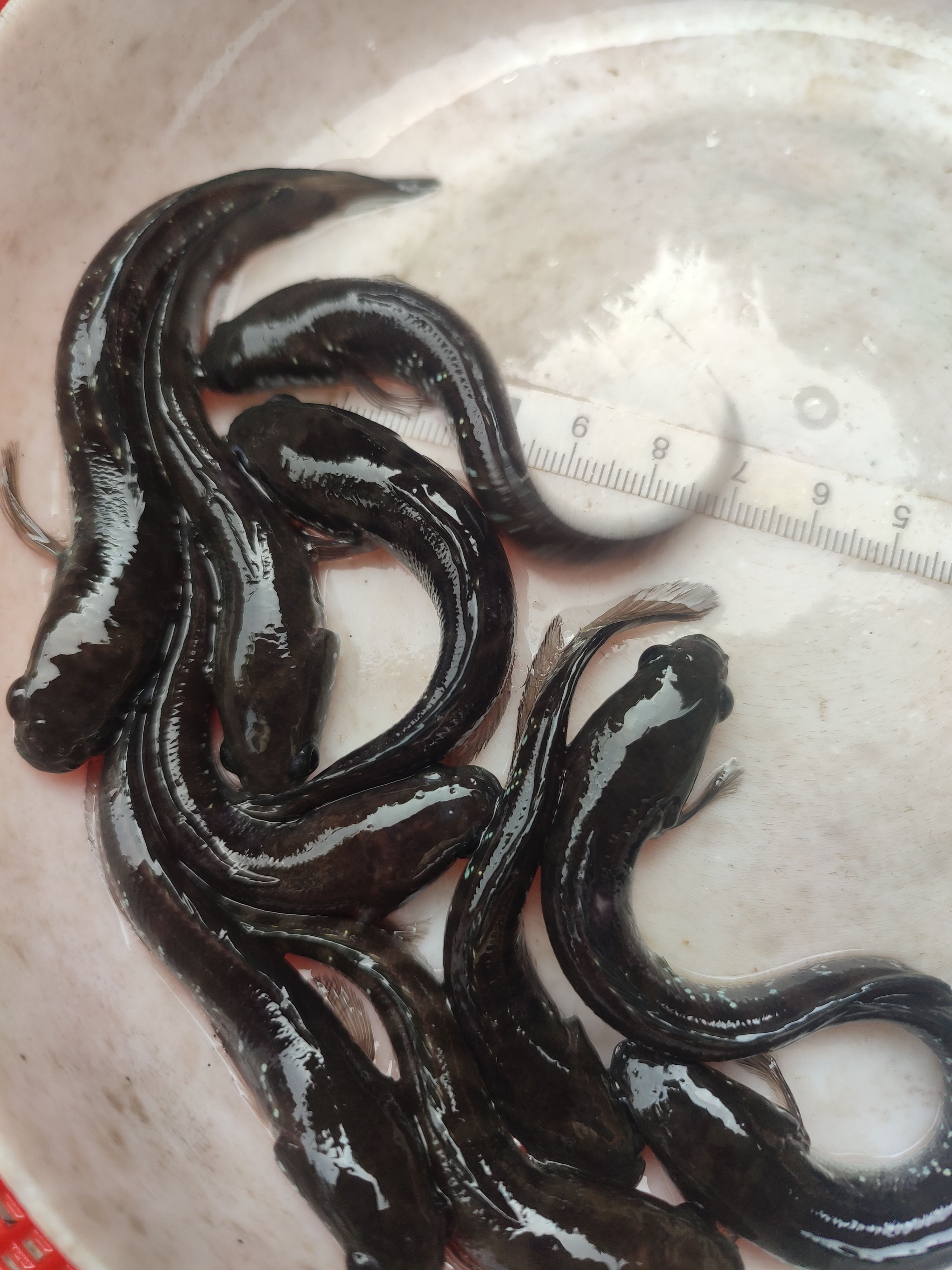 七星鱼苗花星鱼 山斑鱼苗 量大从优 免费送货 货到付款