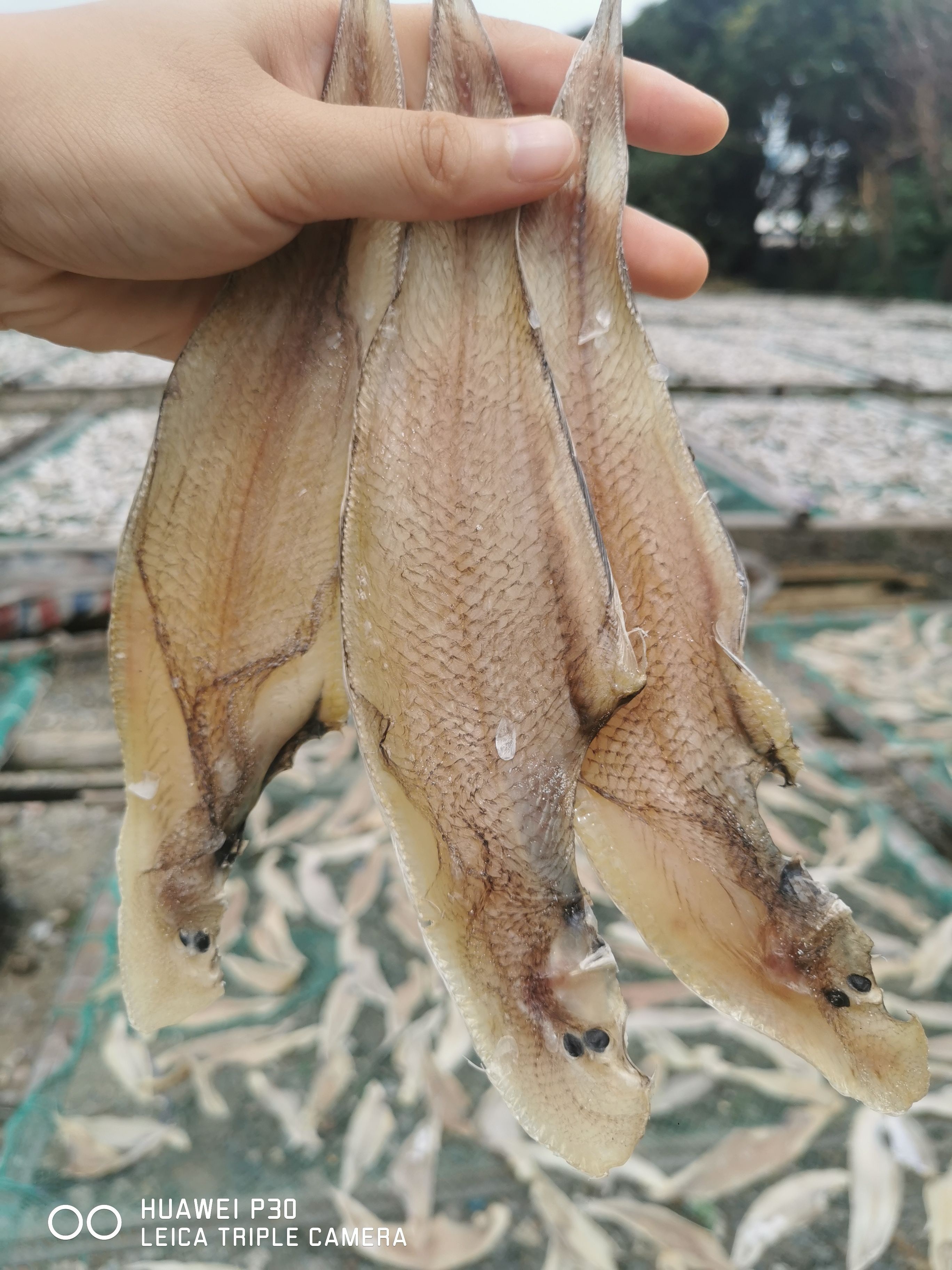 龙利鱼干 舌头鱼 子板鱼 干货 鱼干【晒场直销】