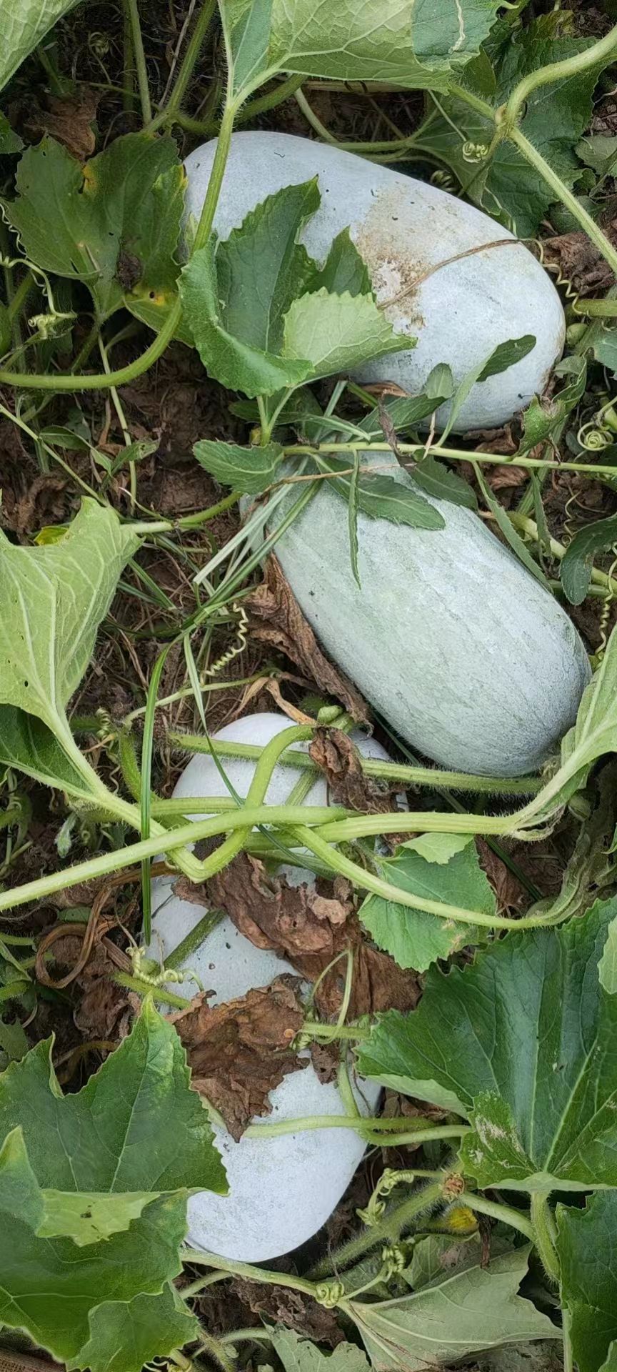 优质水果冬瓜，大量有货，基地直供代发全国