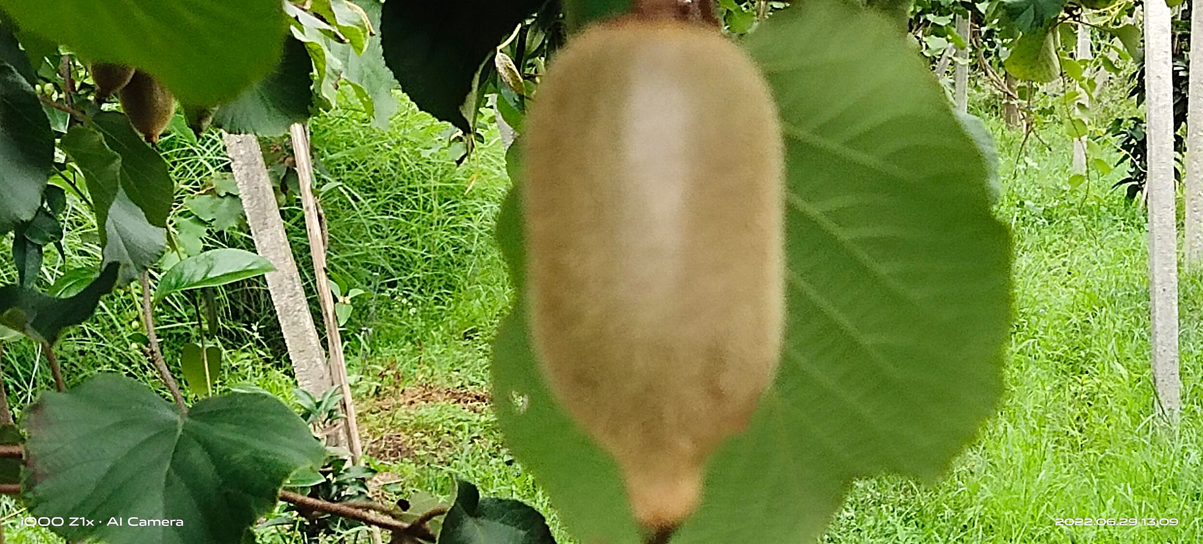 绿洲天天然猕猴桃