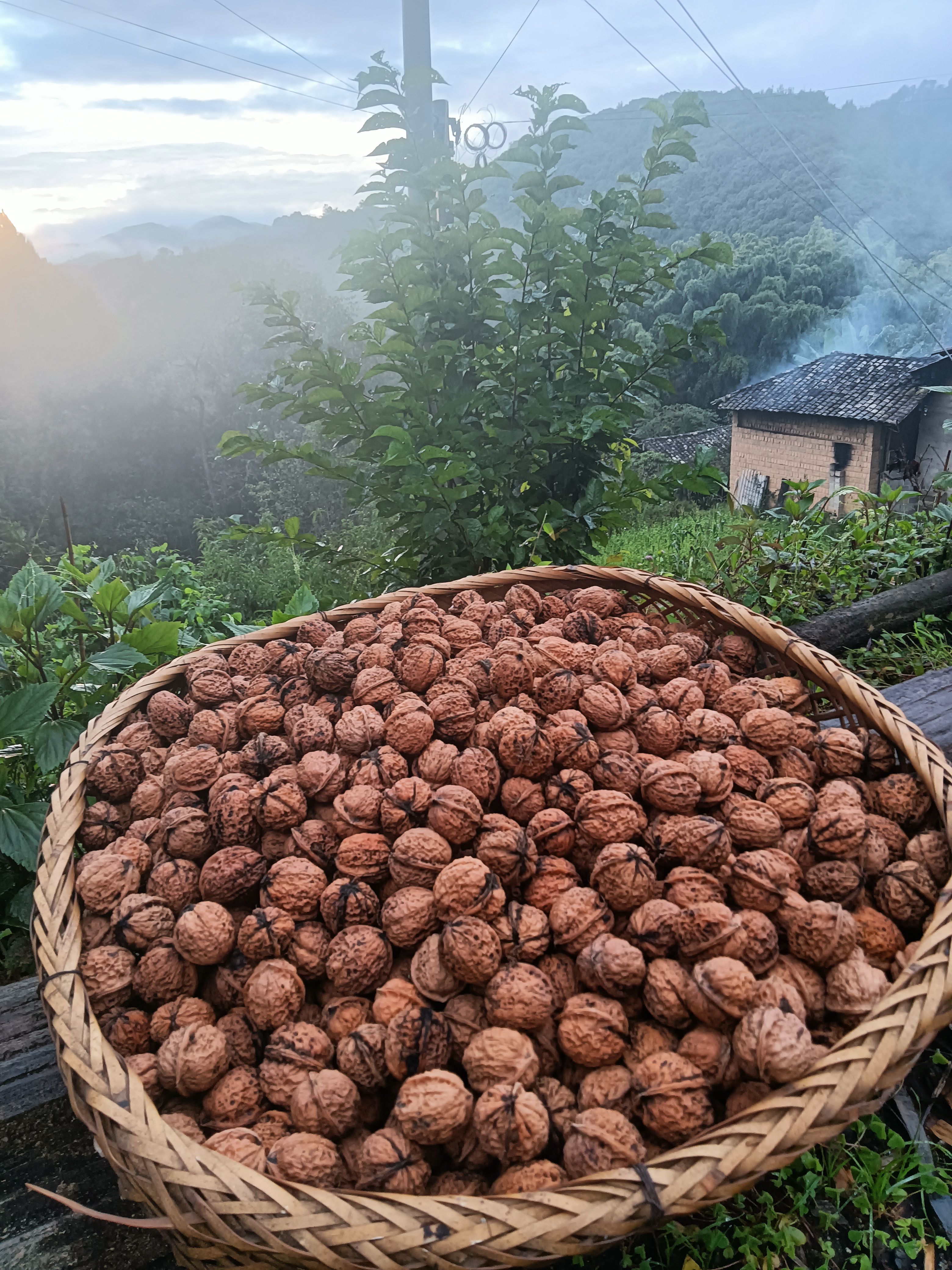 深山里的老品种核桃
   （ 新鲜核桃目前已晒干）