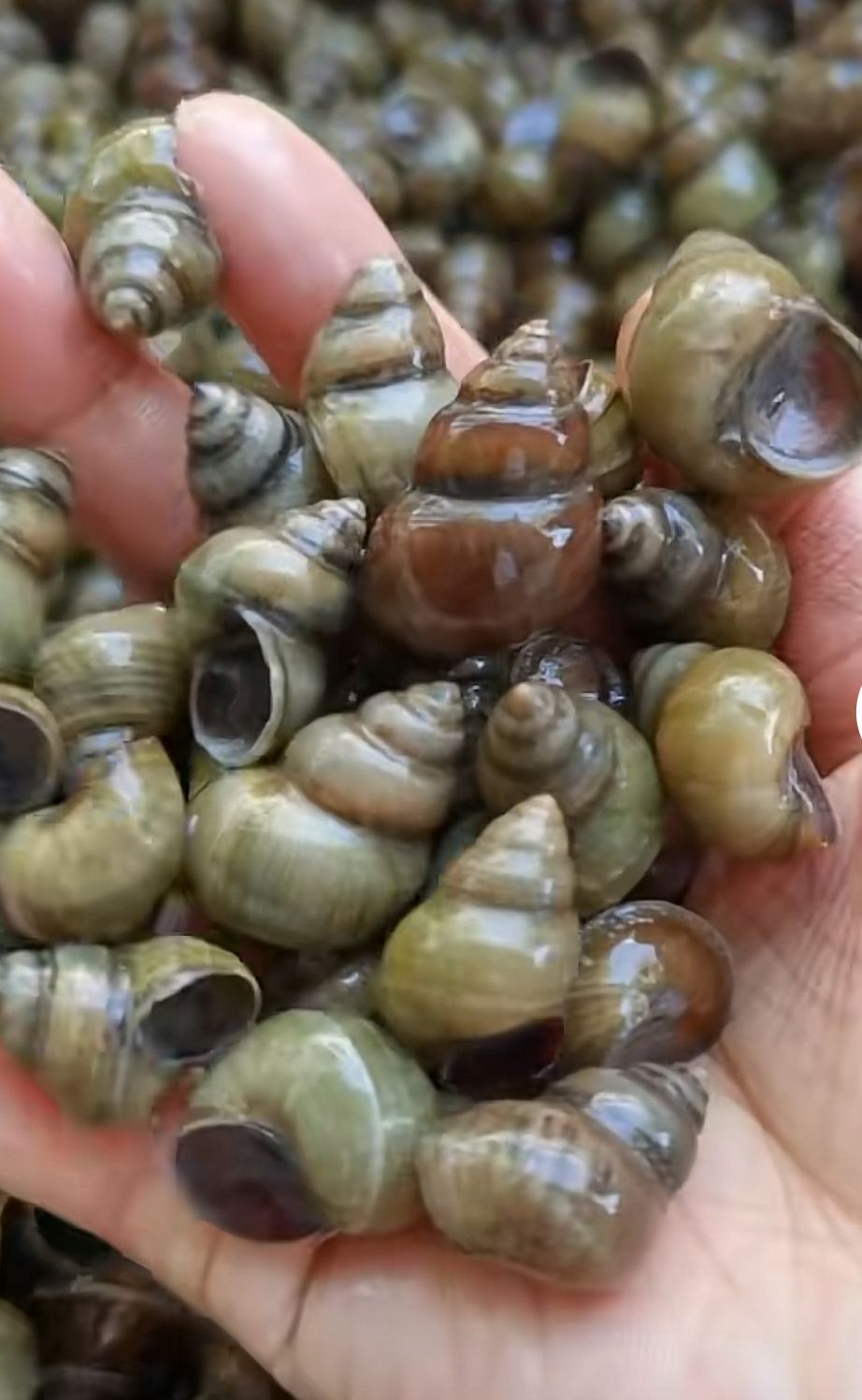 石螺 田螺麻辣田螺      各种规格都有货