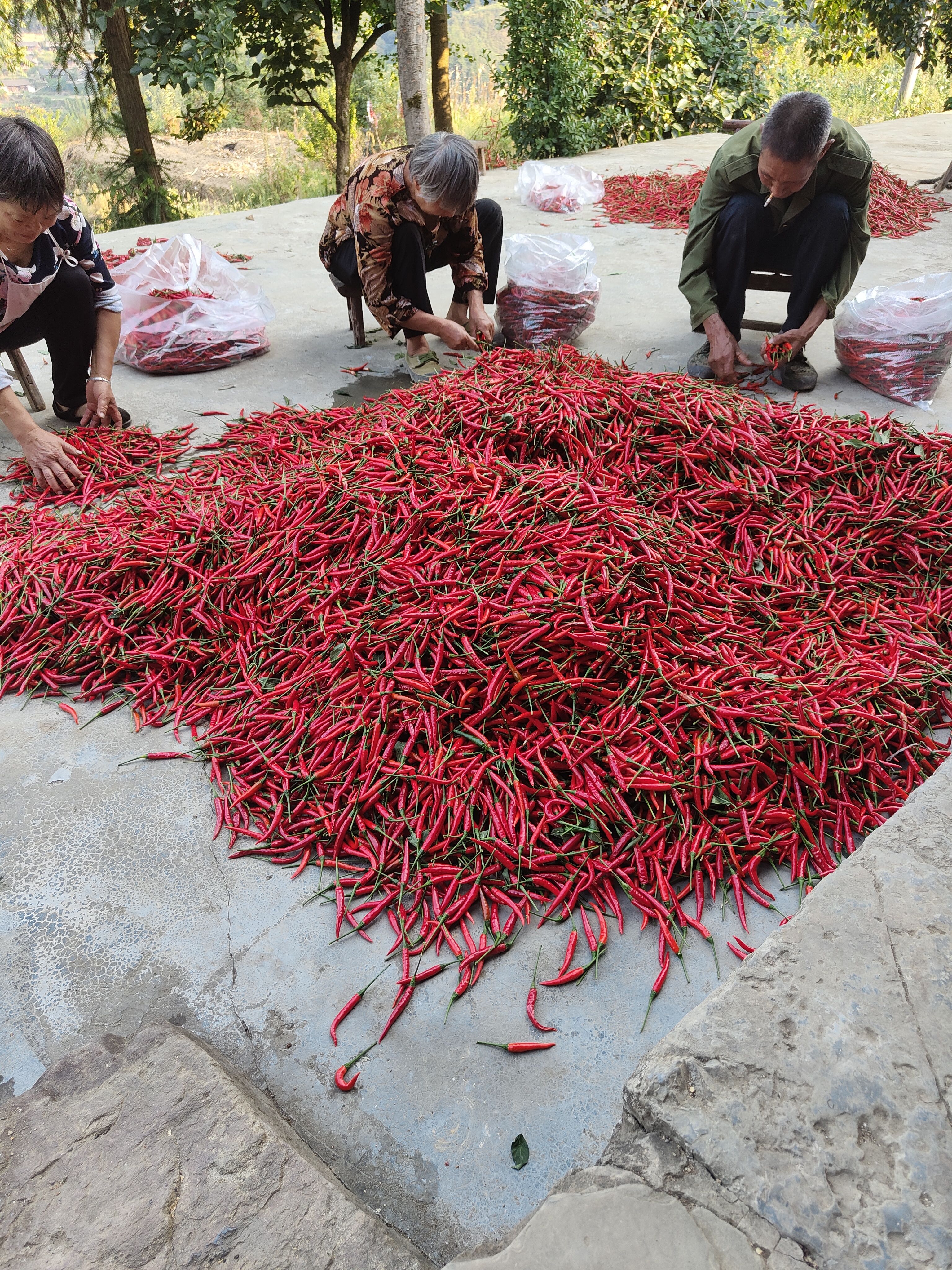 小米椒