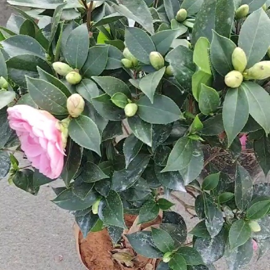 漳平市五色赤丹茶花盆栽一树多色的茶花福建龙岩基地直销