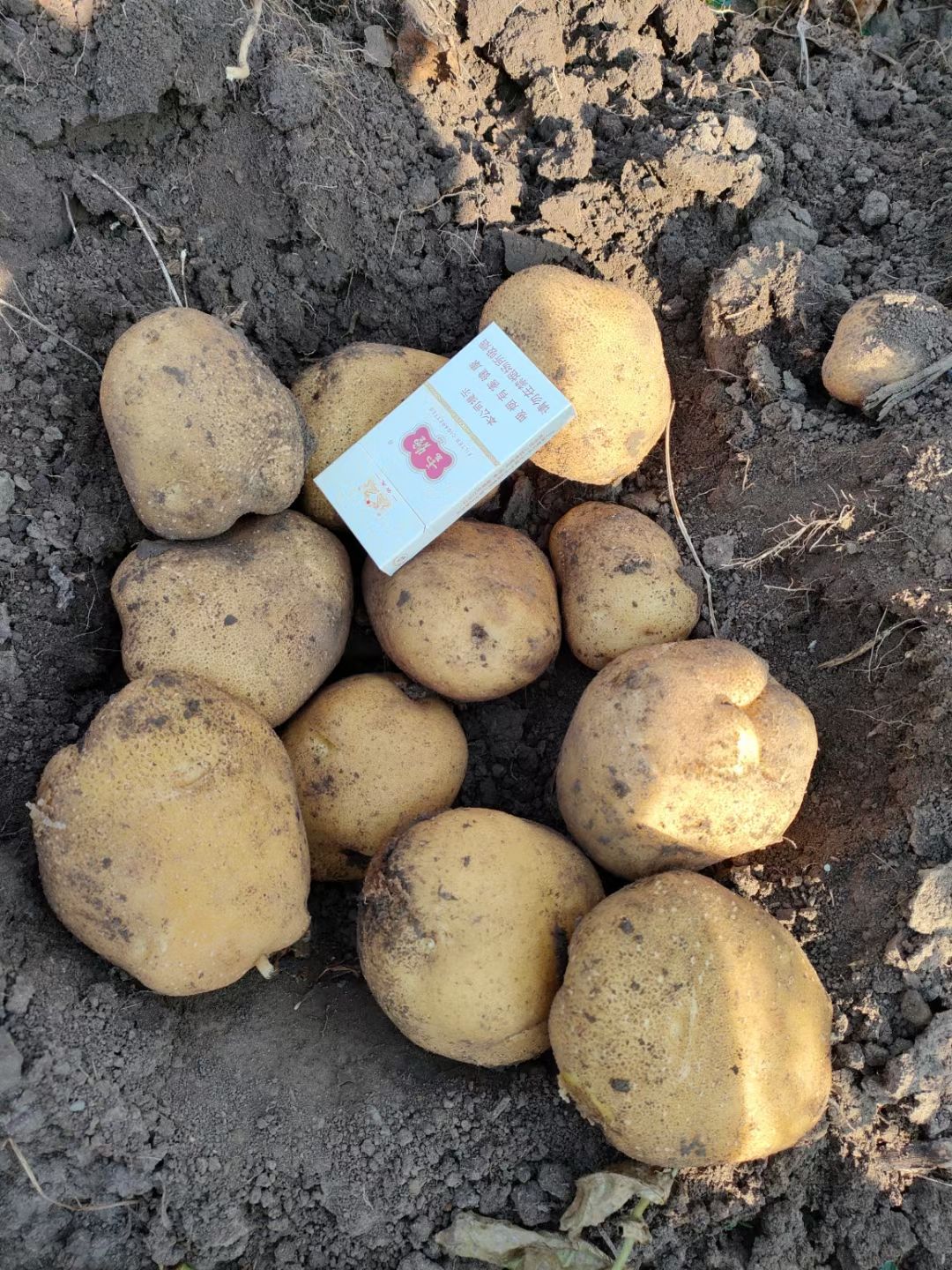 延薯十三土豆上市，货源充足，保质保