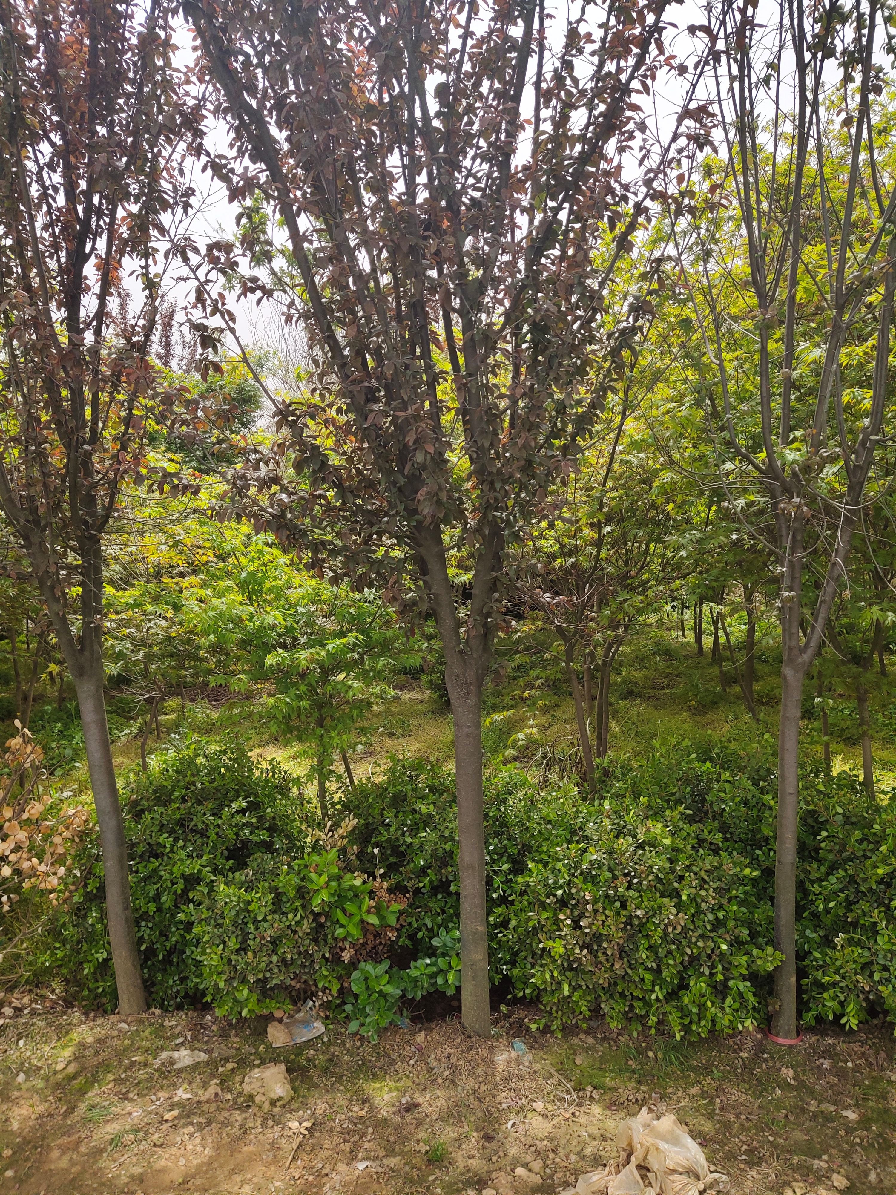 紫叶李，红叶李，大量现货供应，欢迎新老朋友看苗起苗！