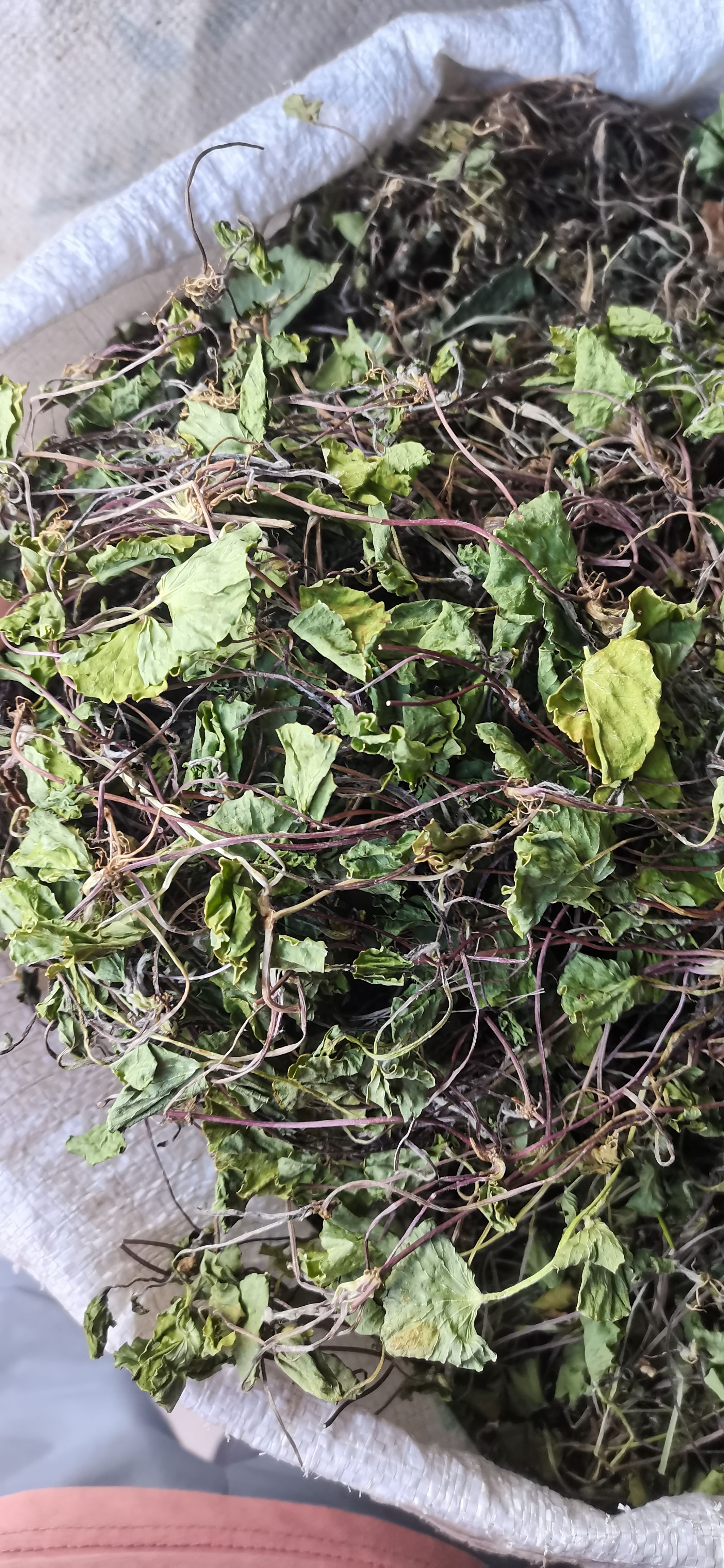 马蹄菜 新鲜雷公根 积雪草 崩大碗 马蹄草灯盏菜贵州产品无硫