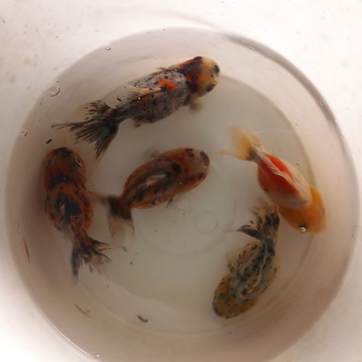 自产自销，元宝狮，黑红泰狮，混合发货