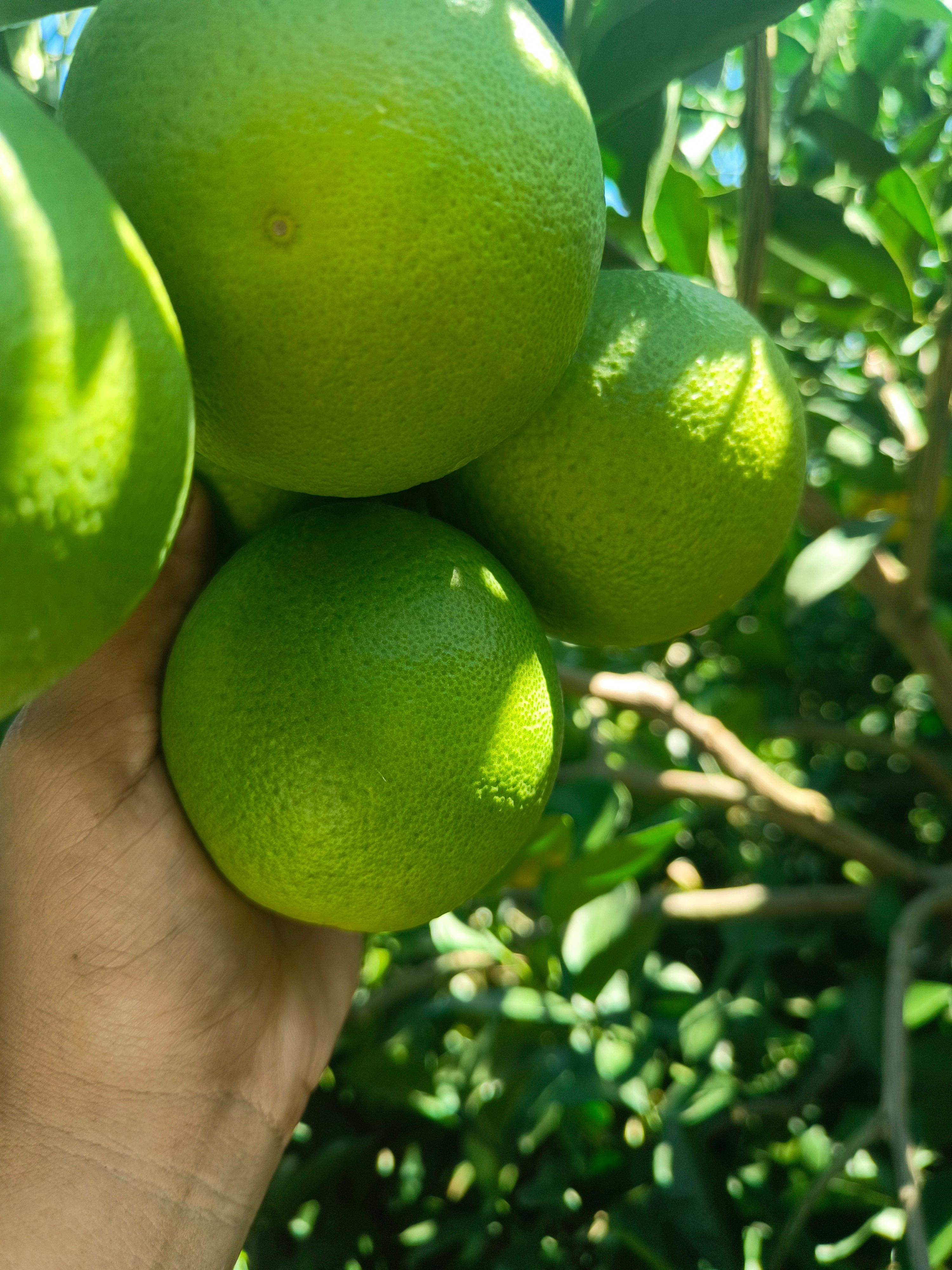 云南高山冰糖橙
