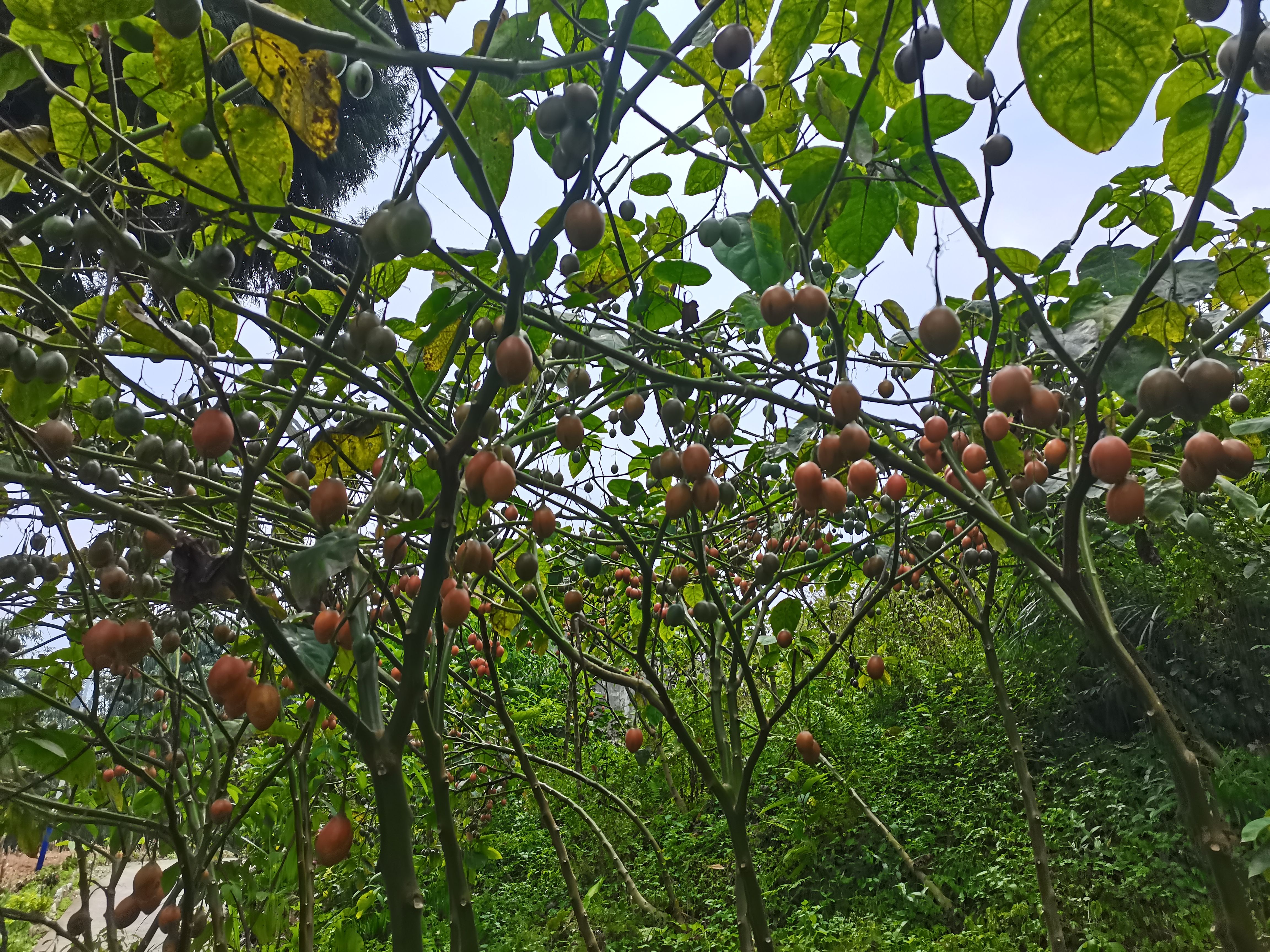 云南特产树番茄：海拔1300米，口感酸甜。