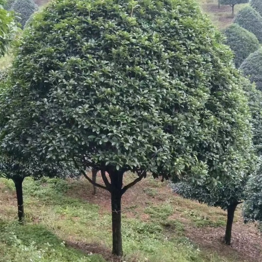 咸宁桂花树苗 大树丹桂盆栽庭院地栽 桂花树室内外种植绿植花卉