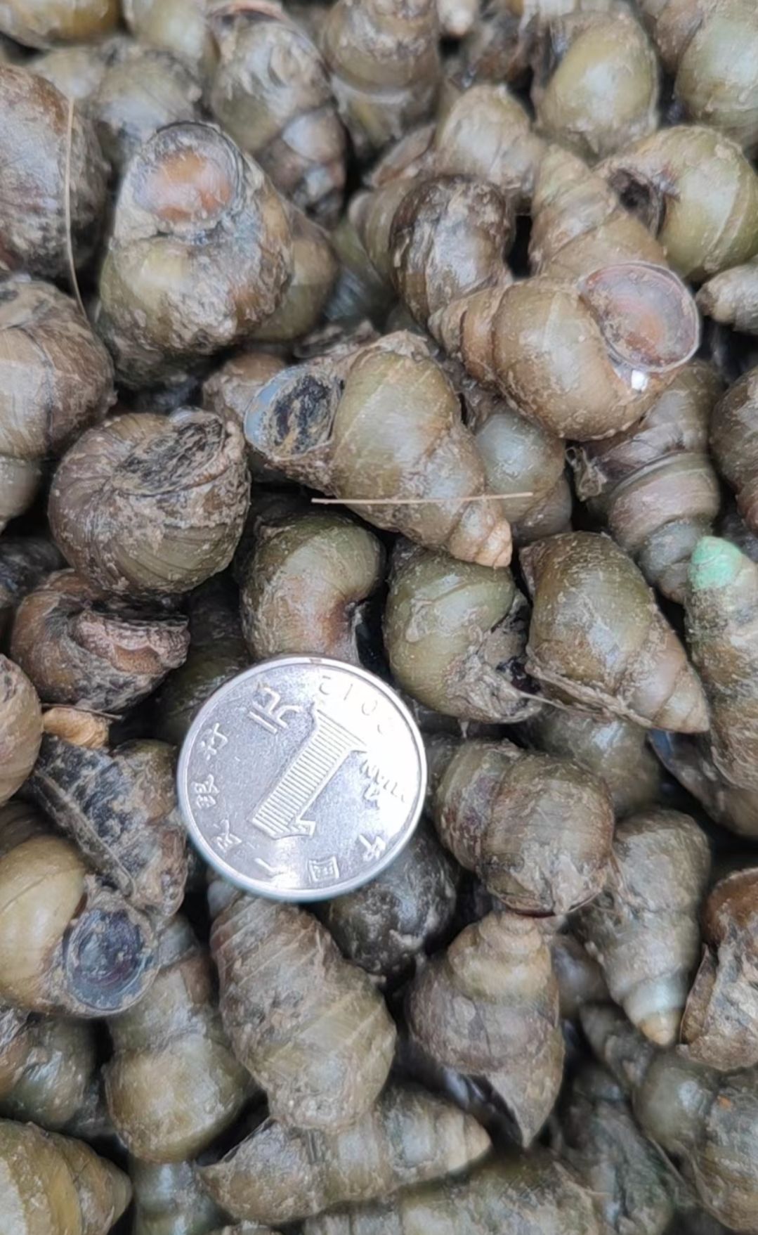 石螺 田螺麻辣田螺      各种规格都有货