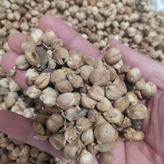 白蔻 白扣 白豆蔻 各种香辛料批发