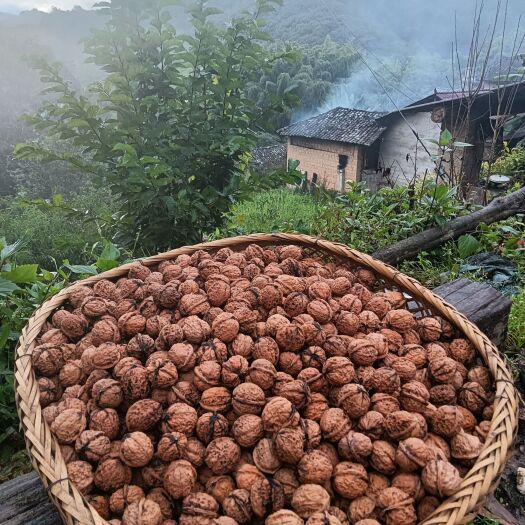 深山里的老品种核桃
   （ 新鲜核桃目前已晒干）