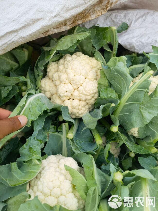 精品菜花 面白 花紧现在是露天种植物虫眼适合各大市场超市电商