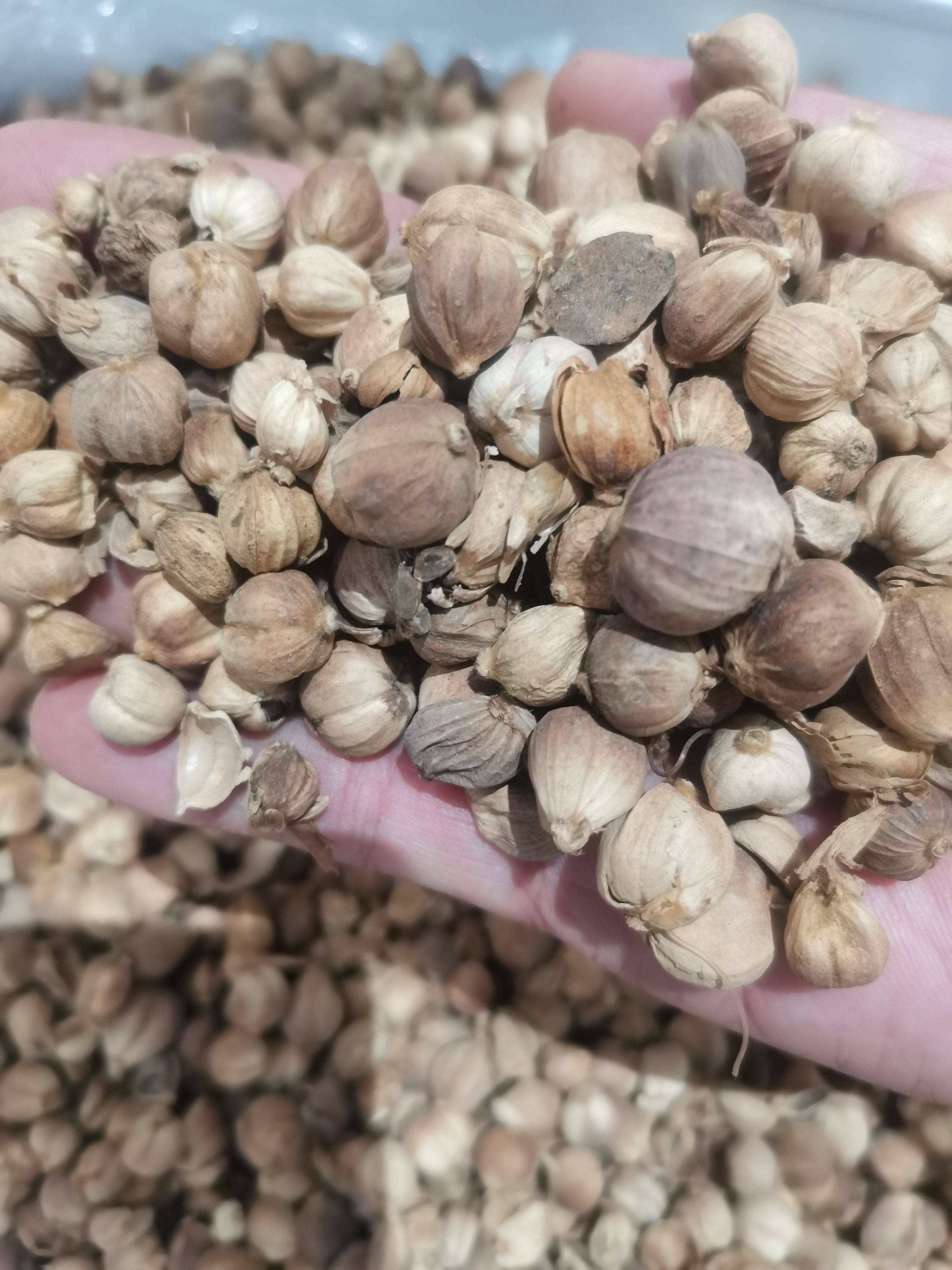 白蔻 白扣 白豆蔻 各种香辛料批发