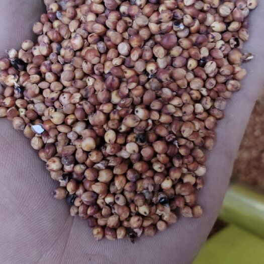 重庆市糯高粱 红糯16号